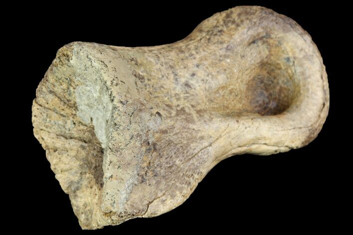 Ornithimimid Toe Bone - Alberta (Disposition #-) #96984